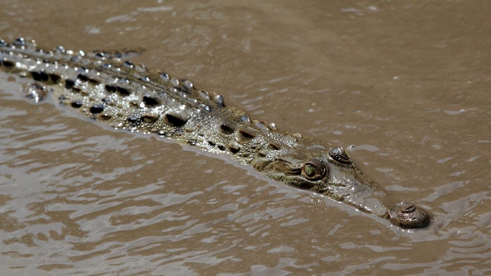 Hegyesorrú krokodil (Crocodylus acutus)