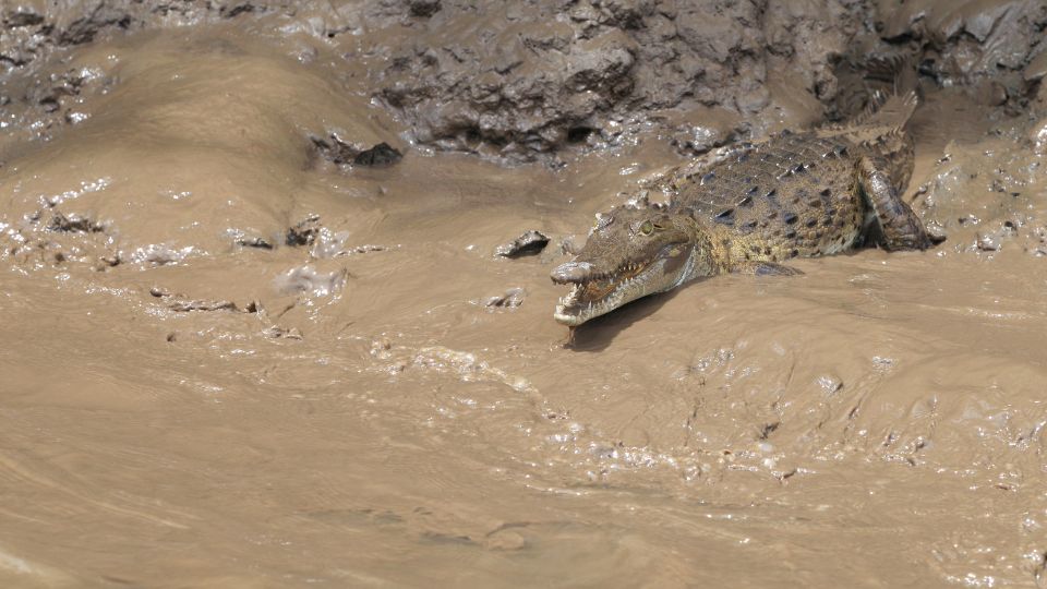 Hegyesorrú krokodil (Crocodylus acutus)