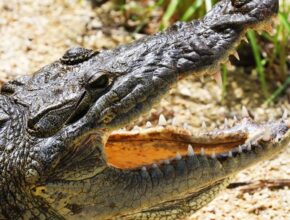 Hegyesorrú krokodil (Crocodylus acutus)