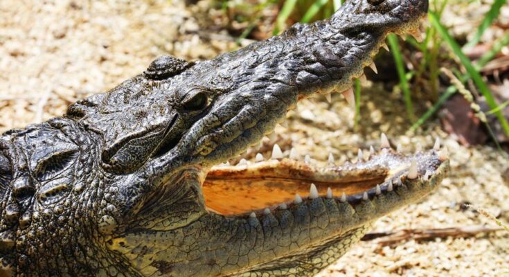 Hegyesorrú krokodil (Crocodylus acutus)