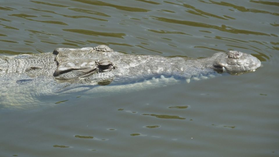 Hegyesorrú krokodil (Crocodylus acutus)