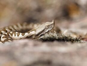 Homoki vipera (Vipera ammodytes)