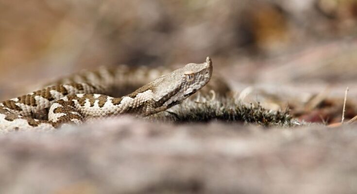 Homoki vipera (Vipera ammodytes)