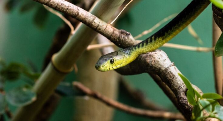 Jameson-mamba (Dendroaspis jamesoni)