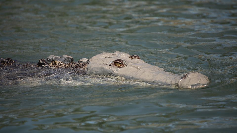 ausztráliai krokodil 