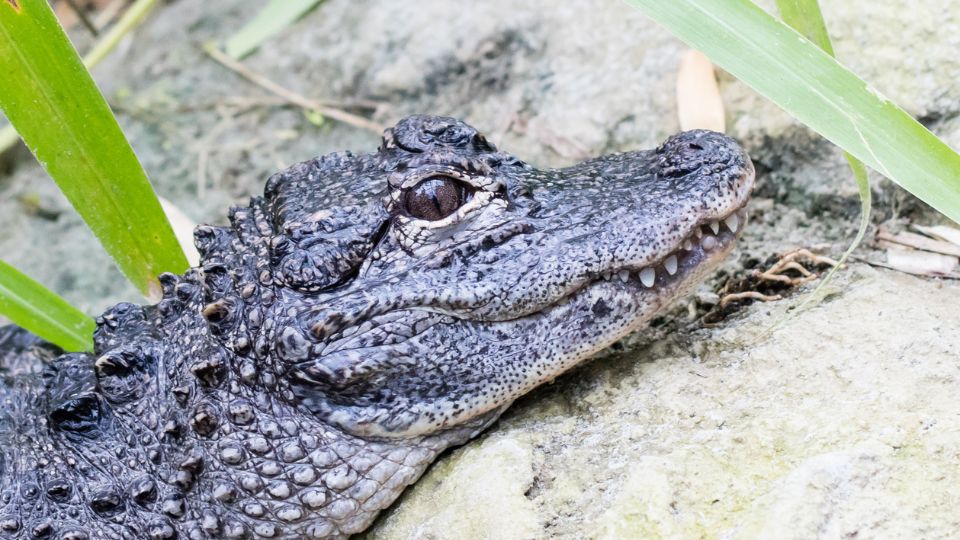 Kínai aligátor (Alligator sinensis)