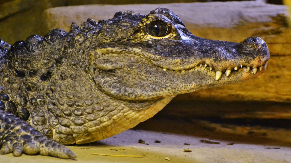 Kínai aligátor (Alligator sinensis)