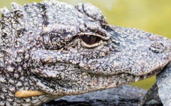 Kínai aligátor (Alligator sinensis)