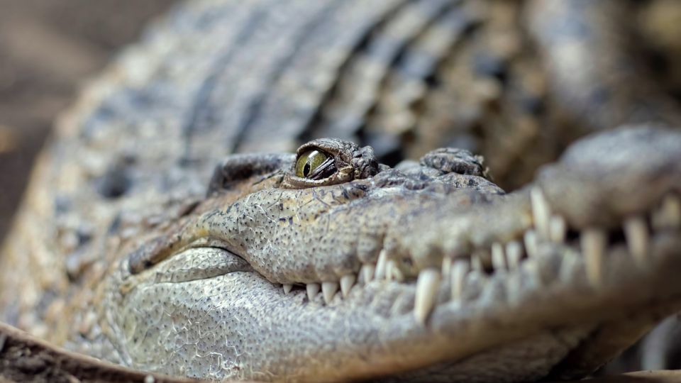 Mindoro-krokodil (Crocodylus mindorensis)