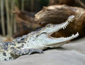 Mindoro-krokodil (Crocodylus mindorensis)