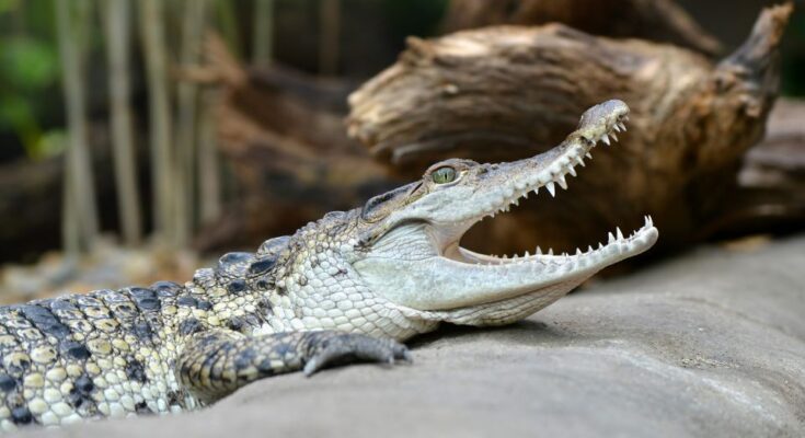 Mindoro-krokodil (Crocodylus mindorensis)