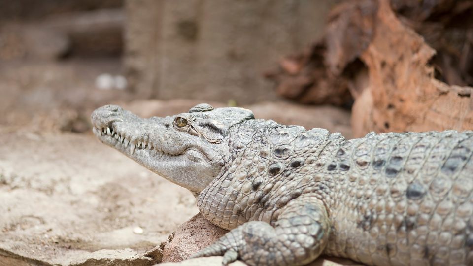 Mindoro-krokodil (Crocodylus mindorensis)