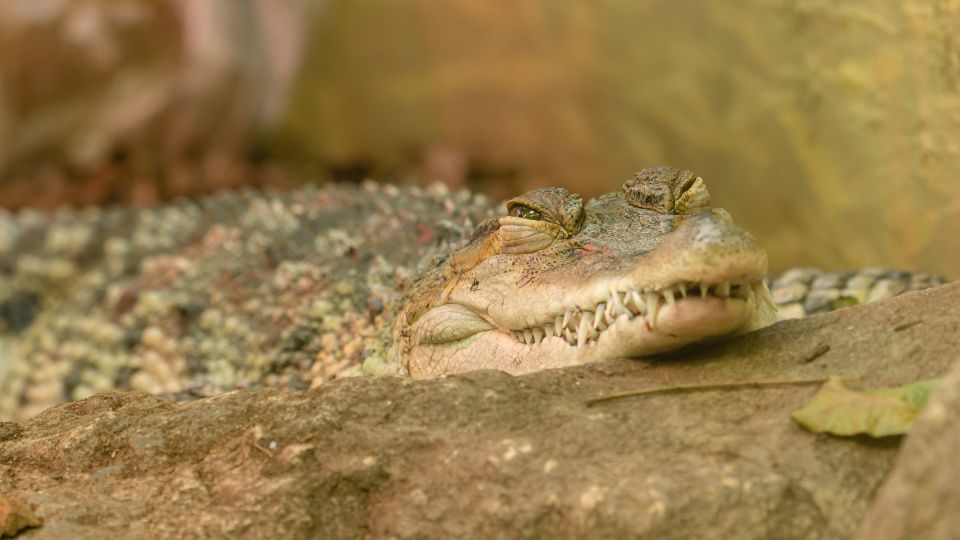 Mindoro-krokodil (Crocodylus mindorensis)