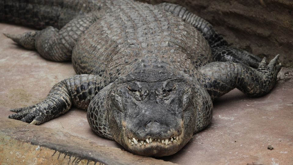 Mississippi aligátor (Alligator mississippiensis)