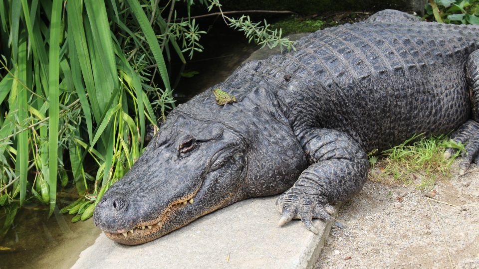 Mississippi aligátor (Alligator mississippiensis)