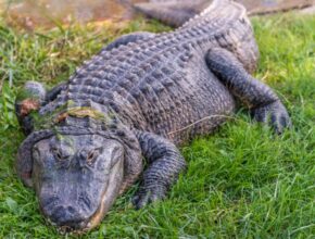 Mississippi aligátor (Alligator mississippiensis)