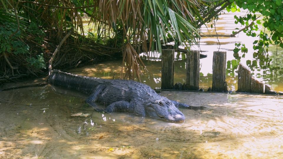 Mississippi aligátor (Alligator mississippiensis)