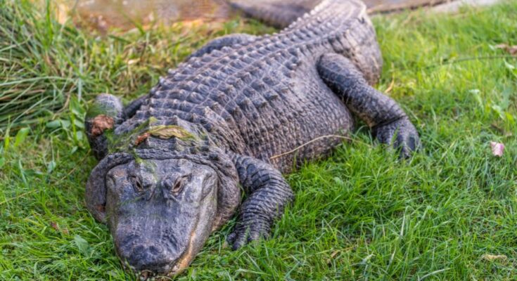 Mississippi aligátor (Alligator mississippiensis)