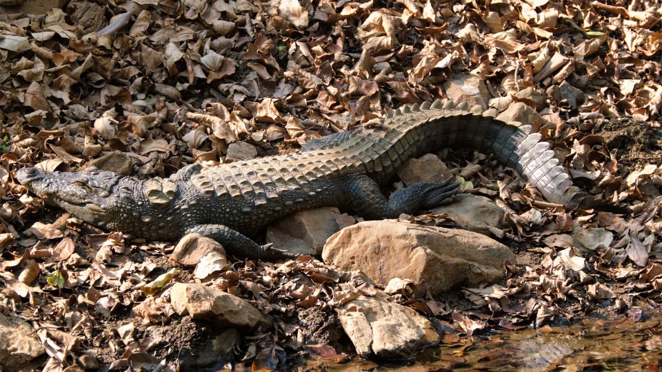 Mocsári krokodil (Crocodylus palustris)