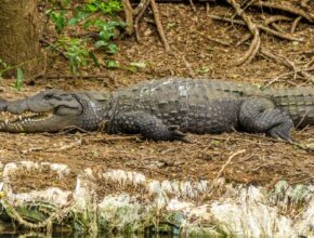 Mocsári krokodil (Crocodylus palustris)