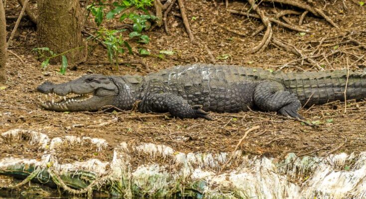 Mocsári krokodil (Crocodylus palustris)