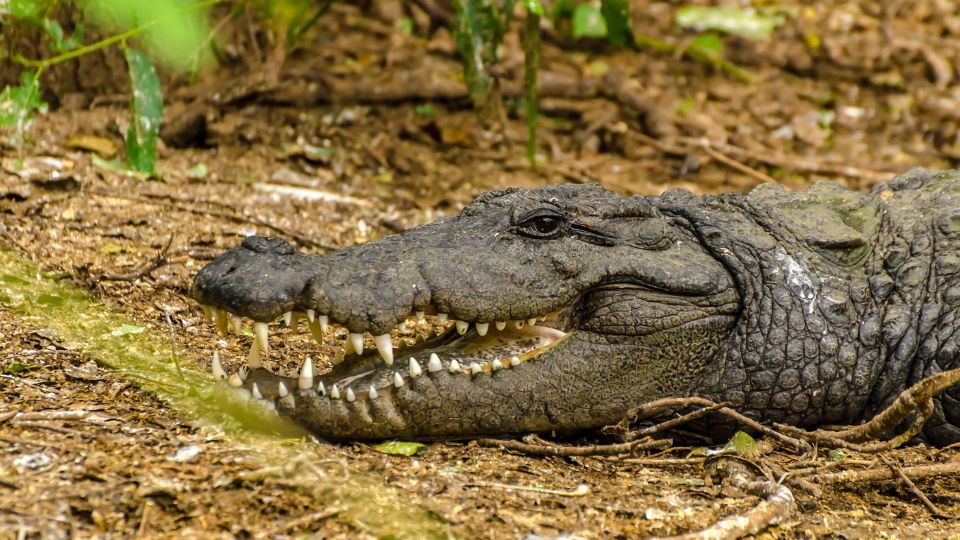 Mocsári krokodil (Crocodylus palustris)