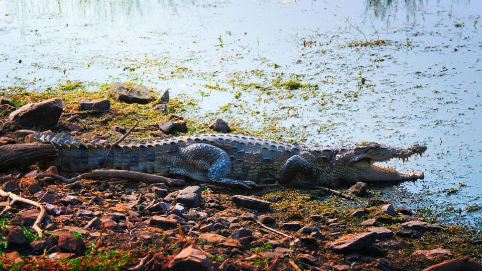 Mocsári krokodil (Crocodylus palustris)