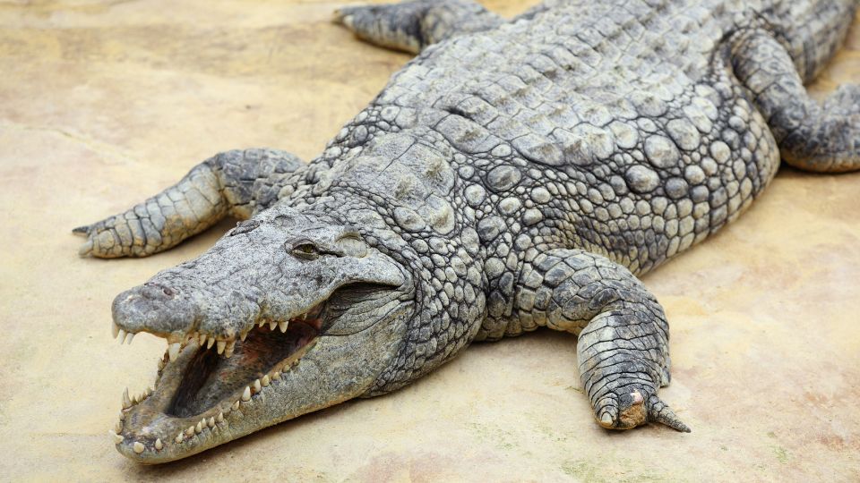 Nílusi krokodil (Crocodylus niloticus) 