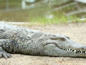 Nílusi krokodil (Crocodylus niloticus)