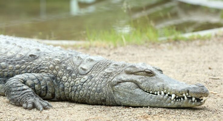 Nílusi krokodil (Crocodylus niloticus)