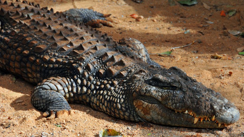 Nílusi krokodil (Crocodylus niloticus) 