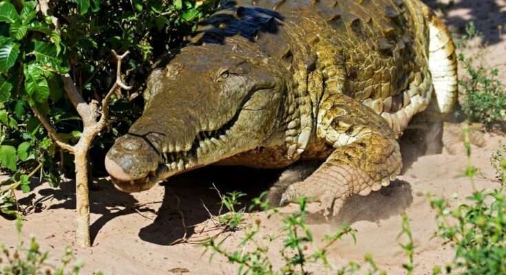 Orinocói krokodil (Crocodylus intermedius)