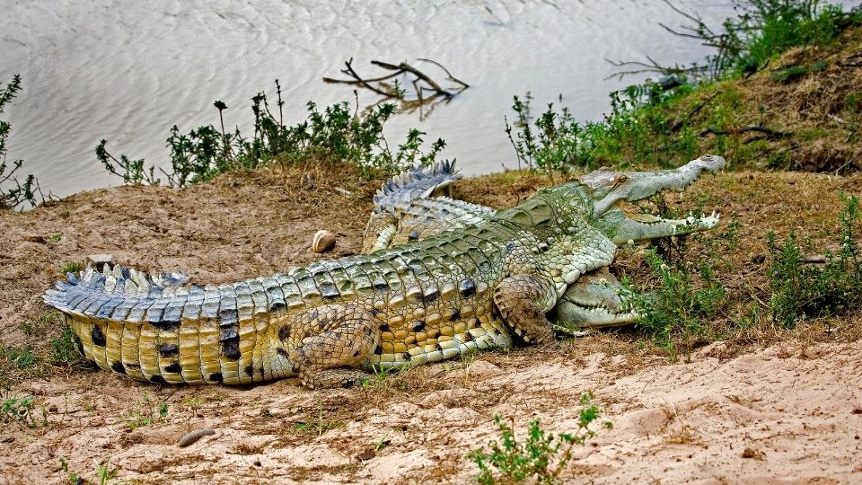 Orinocói krokodil (Crocodylus intermedius) 