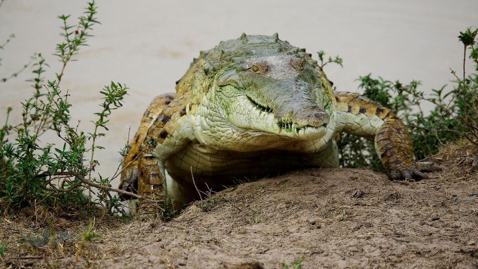 Orinocói krokodil (Crocodylus intermedius) 