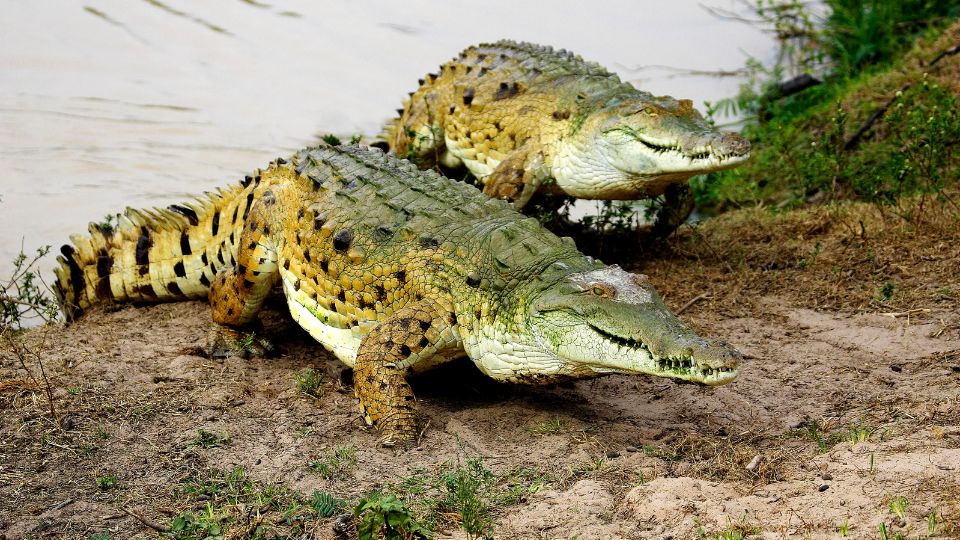 Orinocói krokodil (Crocodylus intermedius) 
