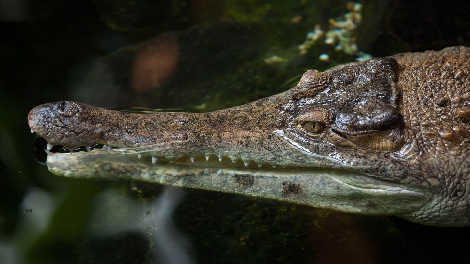 Páncélos krokodil (Crocodylus cataphractus)