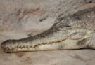 Páncélos krokodil (Crocodylus cataphractus)
