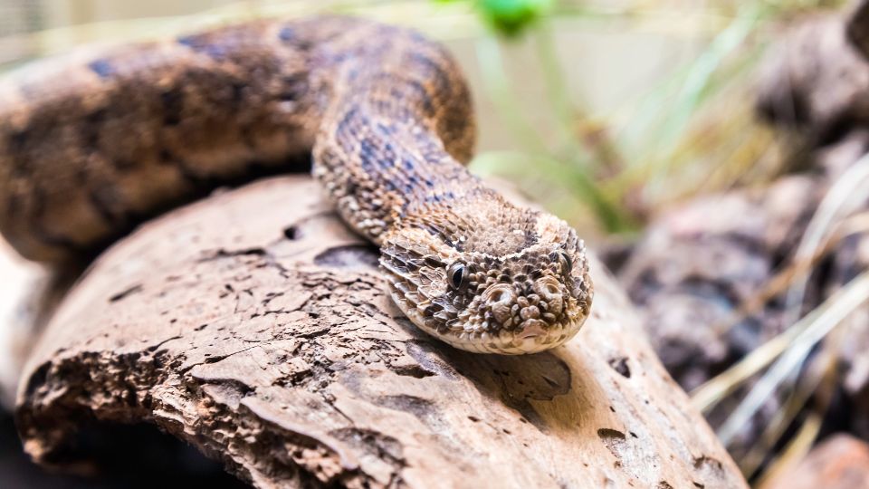 Puffogó vipera (Bitis arietans)