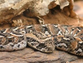 Puffogó vipera (Bitis arietans)