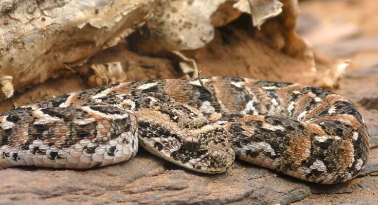 Puffogó vipera (Bitis arietans)