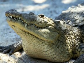 Púpos krokodil (Crocodylus moreletii)