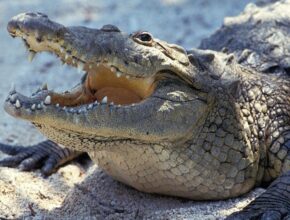 Púpos krokodil (Crocodylus moreletii)