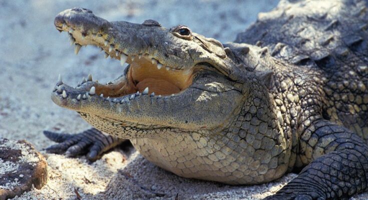 Púpos krokodil (Crocodylus moreletii)