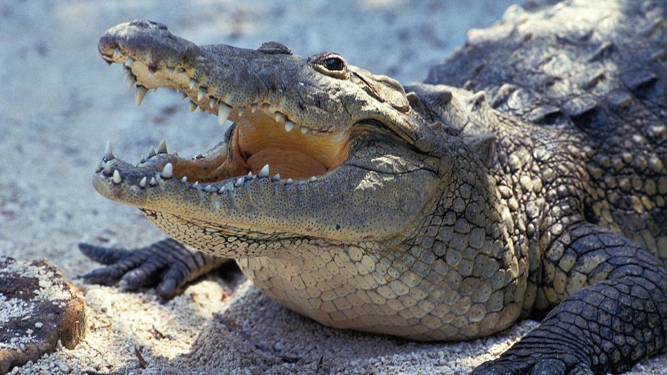 Púpos krokodil (Crocodylus moreletii)