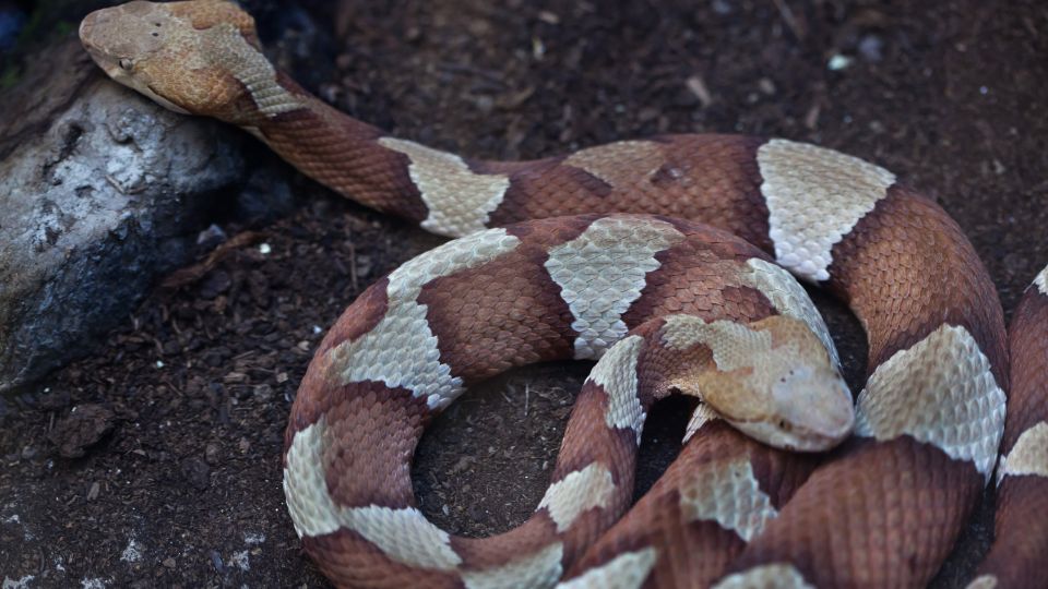 Rezesfejű mokaszinkígyó (Agkistrodon contortrix)