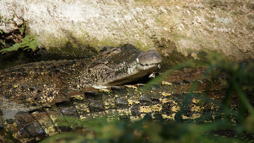 Rombuszkrokodil (Crocodylus rhombifer)