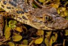 Sakáre-kajmán (Caiman latirostris)