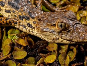 Sakáre-kajmán (Caiman latirostris)