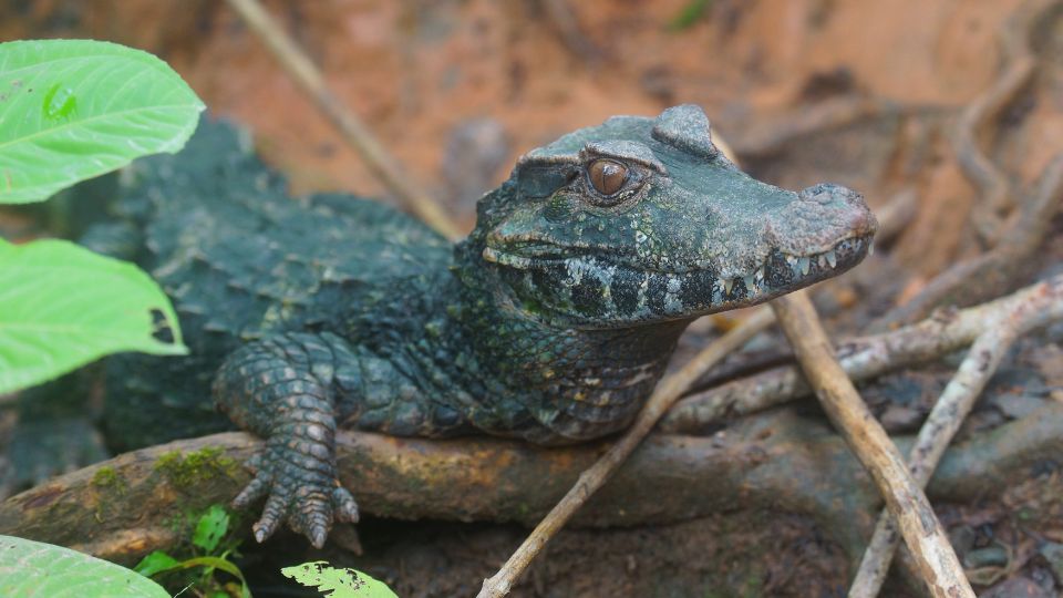 Schneider-törpekajmán (Paleosuchus trigonatus)