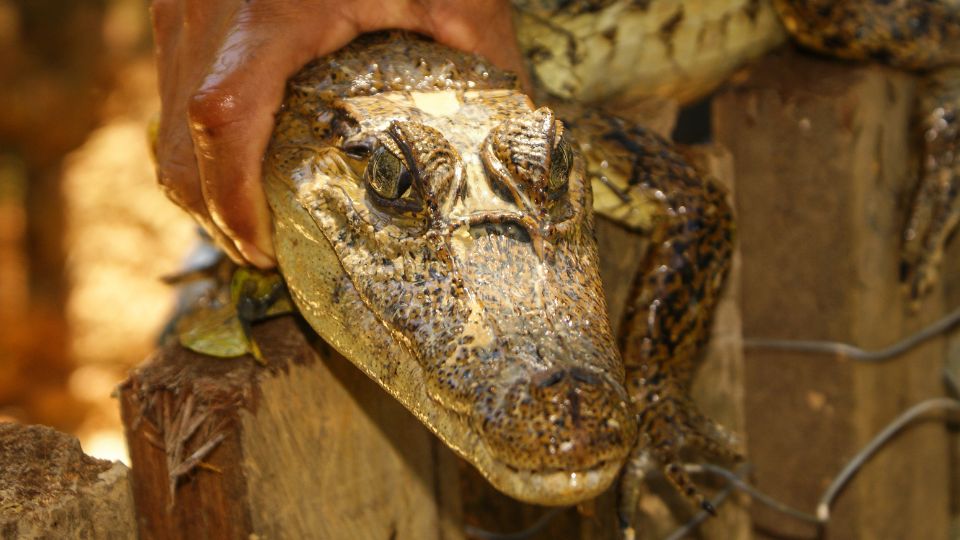 Schneider-törpekajmán (Paleosuchus trigonatus)